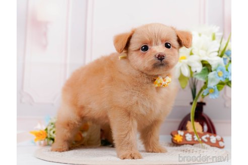 成約済の神奈川県のポメプー:ポメラニアン×トイプードル-311612の4枚目