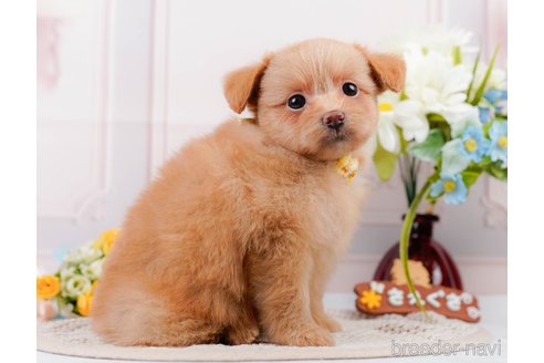 成約済の神奈川県のポメプー:ポメラニアン×トイプードル-311612の5枚目