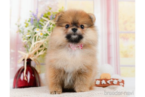 成約済の神奈川県のポメラニアン-311621の14枚目