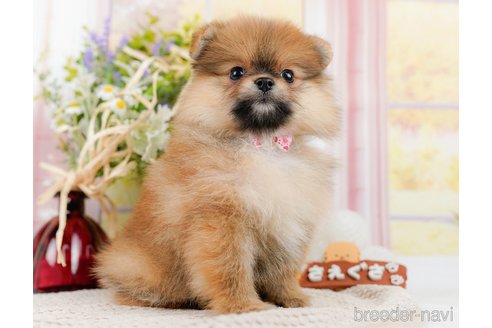 成約済の神奈川県のポメラニアン-311621の11枚目