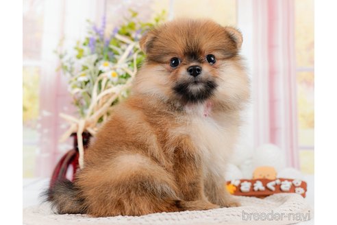 成約済の神奈川県のポメラニアン-311621の1枚目