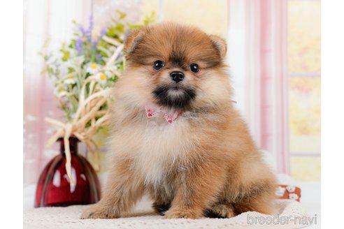 成約済の神奈川県のポメラニアン-311621の12枚目