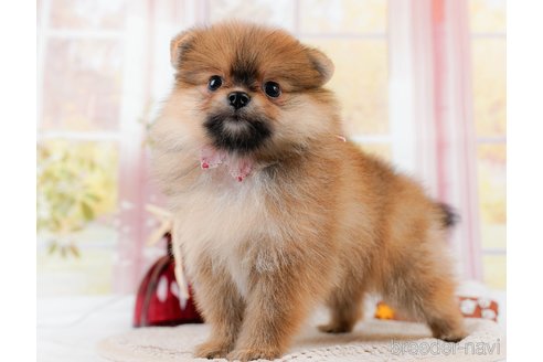 成約済の神奈川県のポメラニアン-311621の13枚目