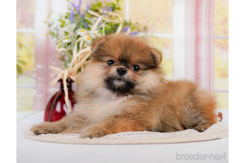 成約済の神奈川県のポメラニアン-311621の7枚目