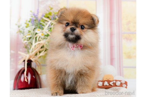 成約済の神奈川県のポメラニアン-311621の8枚目