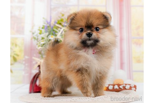 成約済の神奈川県のポメラニアン-311621の9枚目