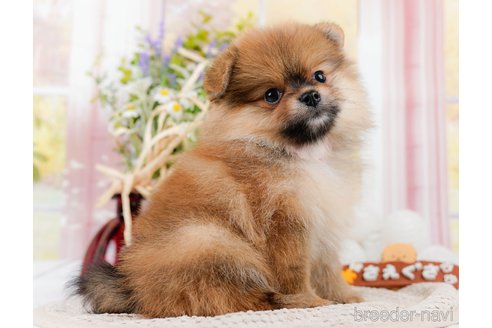 成約済の神奈川県のポメラニアン-311621の3枚目