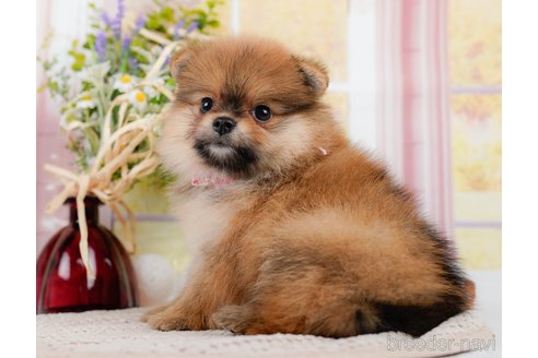 成約済の神奈川県のポメラニアン-311621の4枚目