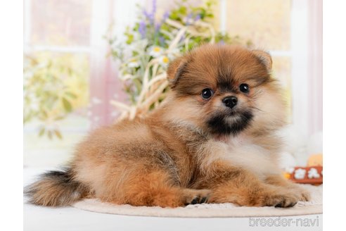 成約済の神奈川県のポメラニアン-311621の5枚目