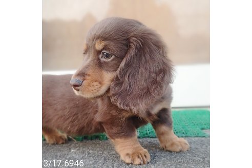 成約済の埼玉県のミニチュアダックスフンド(ロングヘアード)-311638の5枚目