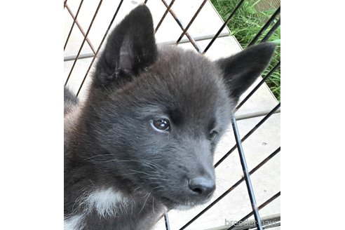 成約済の千葉県のミックス犬-305838の1枚目
