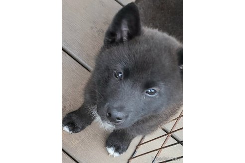 成約済の千葉県のミックス犬-305838の6枚目