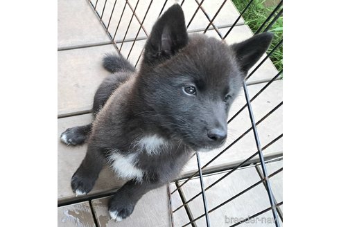 成約済の千葉県のミックス犬-305838の5枚目