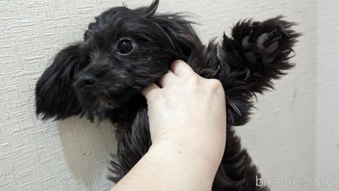 成約済の広島県のチワプー:チワワ×トイプードル-271215の11枚目