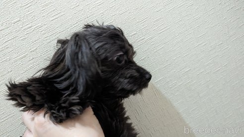 成約済の広島県のチワプー:チワワ×トイプードル-271215の10枚目