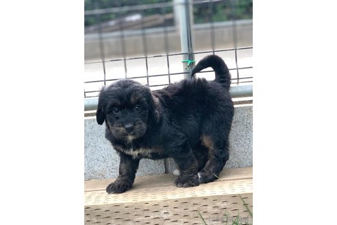 成約済の茨城県のバーニーズマウンテンドッグ-308559の6枚目