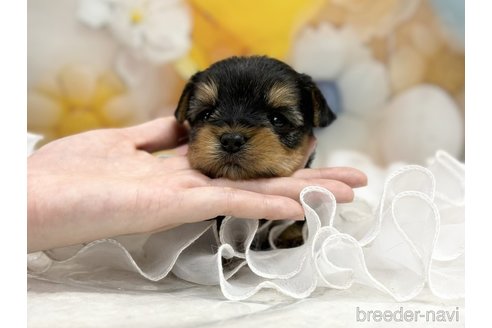 販売中の広島県のヨークシャーテリア-305743の1枚目