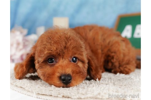 成約済の栃木県のトイプードル-311694の4枚目