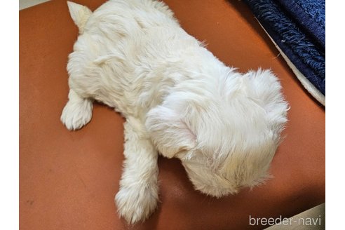 成約済の愛知県のミニチュアシュナウザー-311705の5枚目