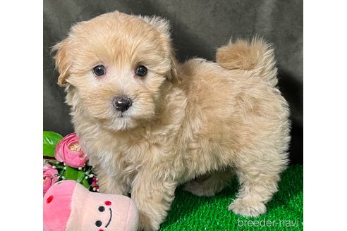 販売中の東京都のミックス犬-311728の4枚目