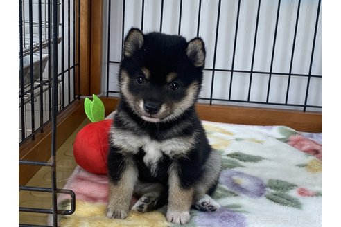 成約済の岡山県の豆柴-308837の4枚目