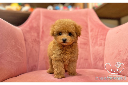 成約済の愛知県のタイニープードル-306011の2枚目