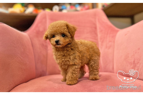 成約済の愛知県のタイニープードル-306011の3枚目