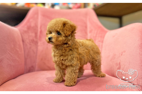 成約済の愛知県のタイニープードル-306011の4枚目