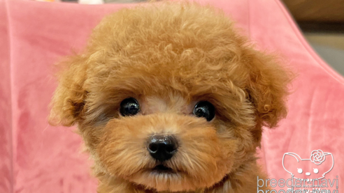 成約済の愛知県のタイニープードル-306011の1枚目