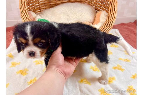 成約済の埼玉県のキャバリアキングチャールズスパニエル-311746の3枚目