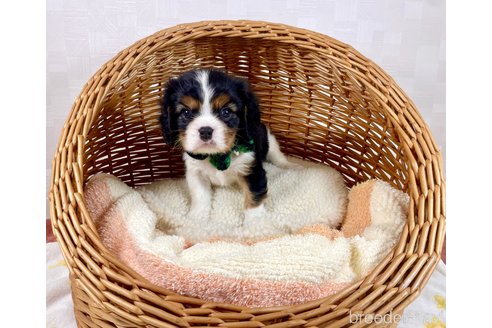 成約済の埼玉県のキャバリアキングチャールズスパニエル-311746の2枚目