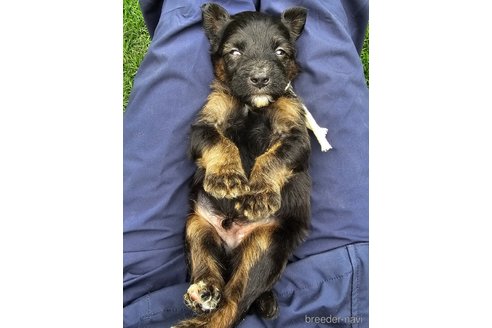 成約済の長野県のミックス犬-310551の12枚目