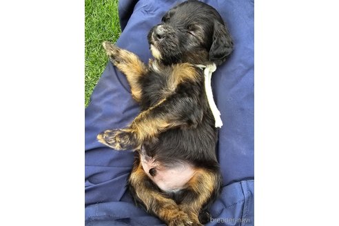 成約済の長野県のミックス犬-310551の8枚目