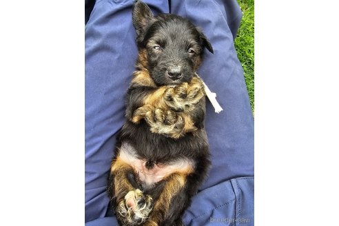 成約済の長野県のミックス犬-310551の10枚目