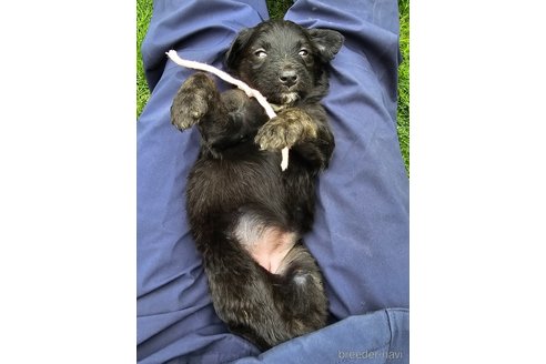 成約済の長野県のミックス犬-310539の10枚目