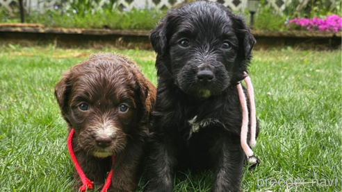 販売中の長野県のミックス犬-310539