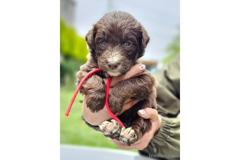 成約済の長野県のミックス犬-310547の11枚目