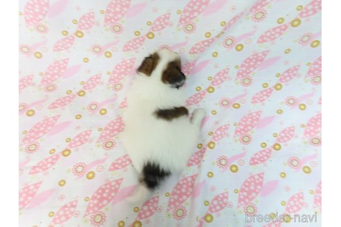 成約済の千葉県のパピヨン-311757の10枚目