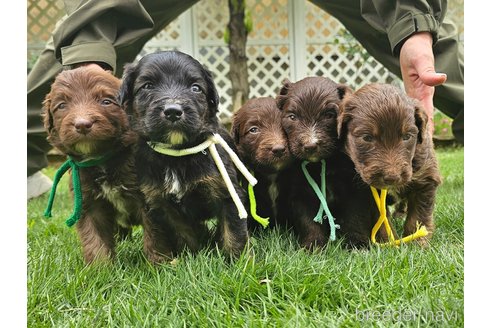 販売中の長野県のミックス犬-310549の6枚目