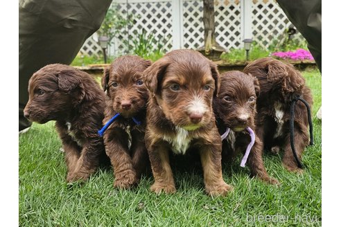 販売中の長野県のミックス犬-310549の2枚目