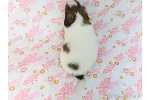 成約済の千葉県のパピヨン-311758の5枚目