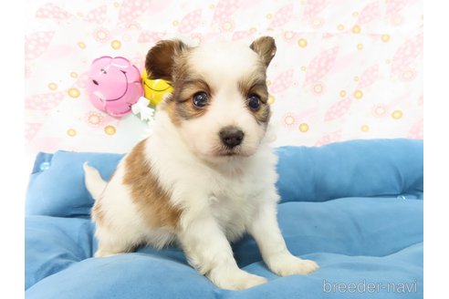 成約済の千葉県のパピヨン-311761の5枚目