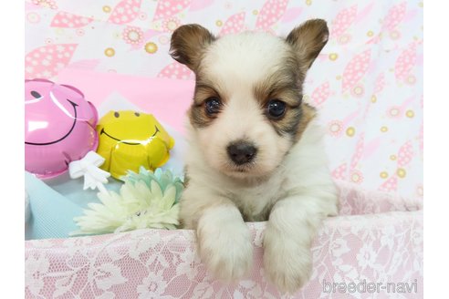 成約済の千葉県のパピヨン-311761の3枚目
