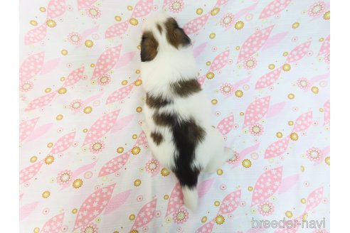 成約済の千葉県のパピヨン-311765の24枚目