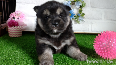 商談中の鹿児島県の柴犬-310180の1枚目