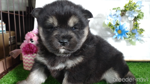 商談中の鹿児島県の柴犬-310180の3枚目