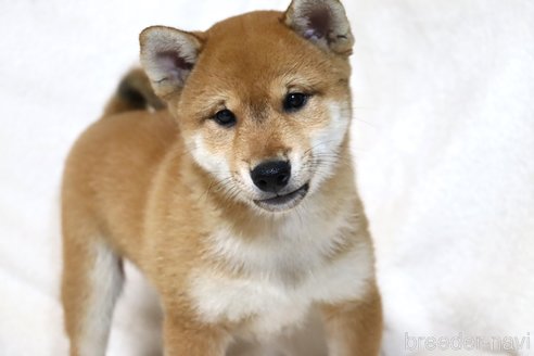 成約済の滋賀県の柴犬-304465の5枚目