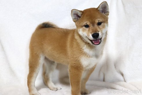 成約済の滋賀県の柴犬-304465の4枚目
