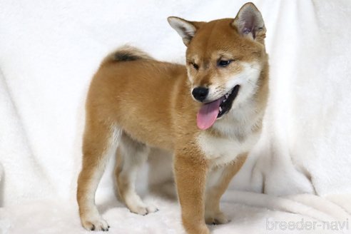 成約済の滋賀県の柴犬-304465の3枚目