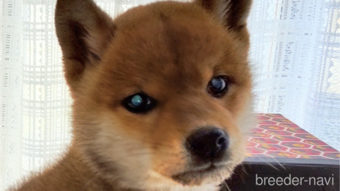 成約済の秋田県の柴犬-301170の1枚目